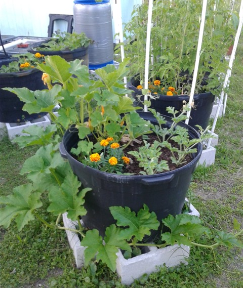 Powered by Aquaponics 5.jpg