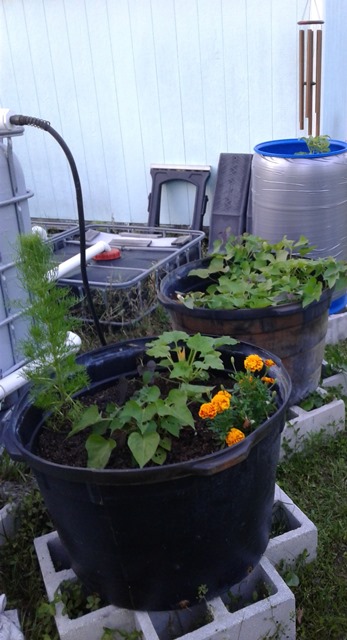 Powered by Aquaponics 4.jpg