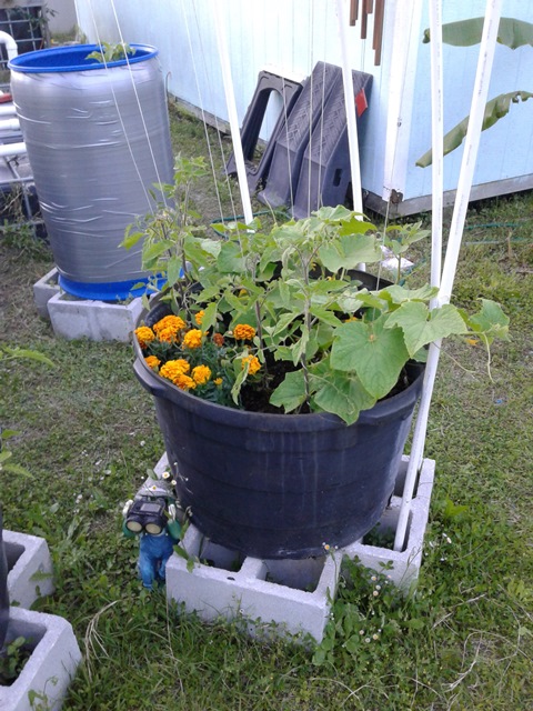 Powered by Aquaponics 3.jpg