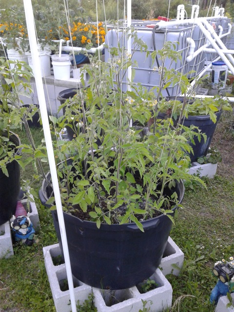 Powered by Aquaponics 2.jpg