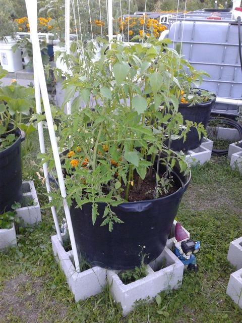 Powered by Aquaponics 1.jpg