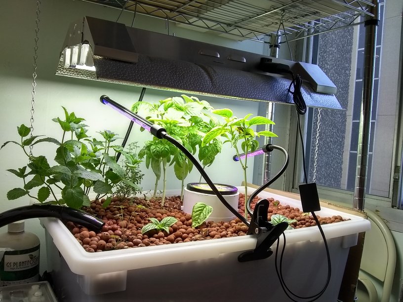 GrowBed 2018_05_11_small.jpg