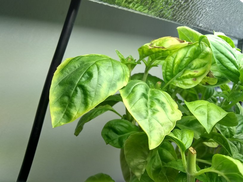 basil leaf edge chlorosis_small.jpg