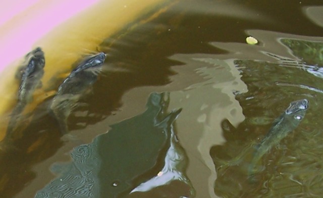 Warning- something is not right.jpg