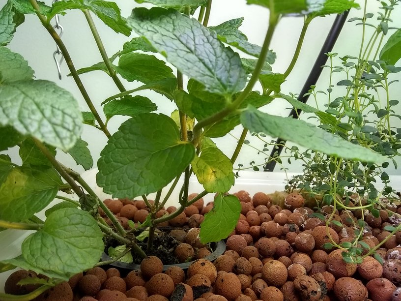 new chlorisis on new mint_small.jpg