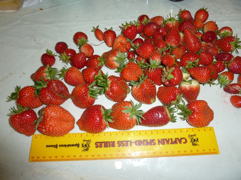 Strawberries Nov 13.JPG