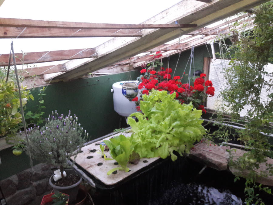 May-14-18-May-morning-aquaponics-house-greetings.jpg
