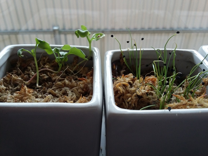 120 Things in 20 years - Aquaponics - Sphagnam moss as seed raising mix .jpg