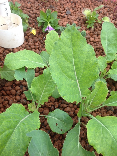 Week 3 - deficiencies 4.jpg