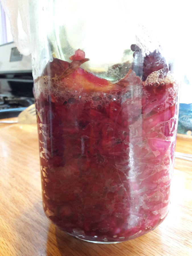 My-first-Sauerkraut-day-3-May-22-2018.jpg