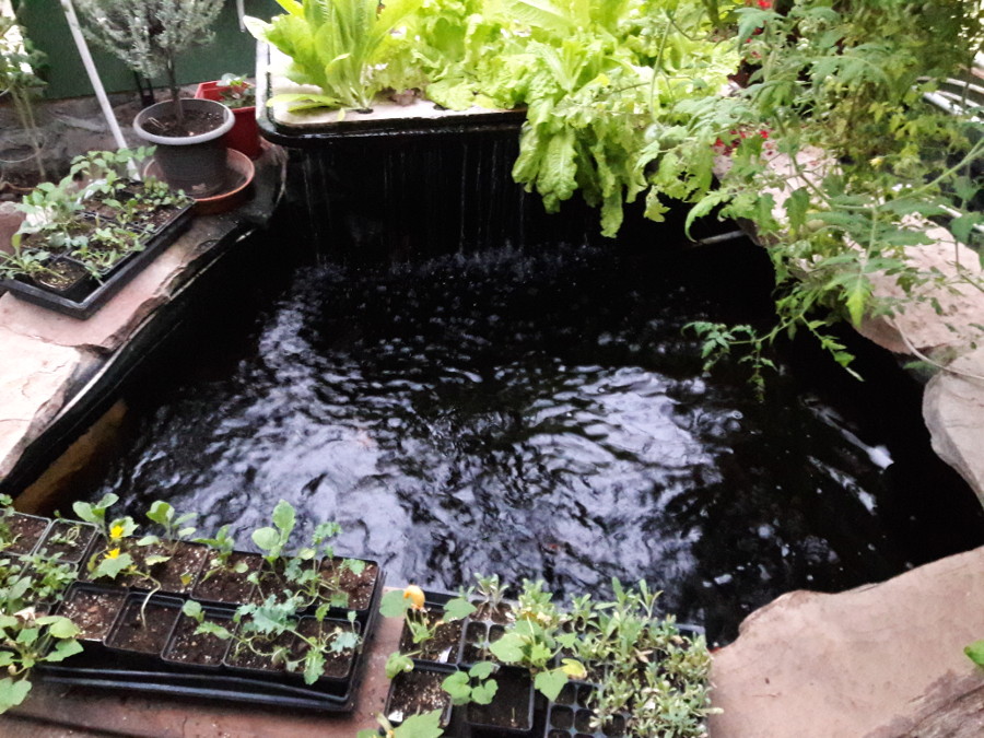 Aquaponics-May-22-2018.jpg