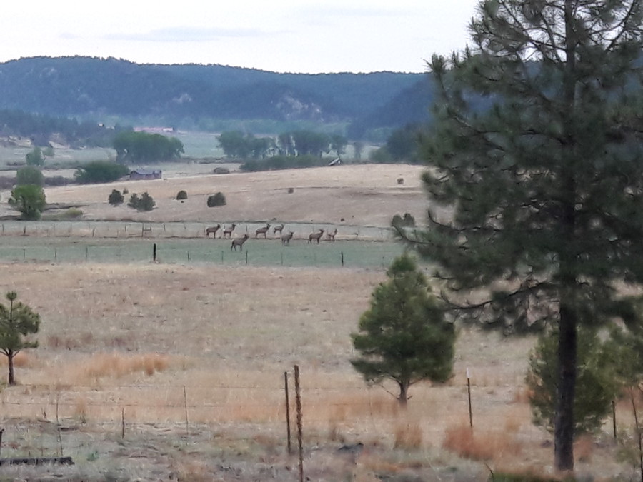 A-little-rain-livens-things-up-Elk-May-22-2018.jpg