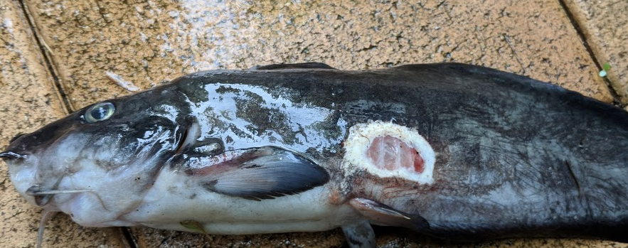 Catfish.PNG