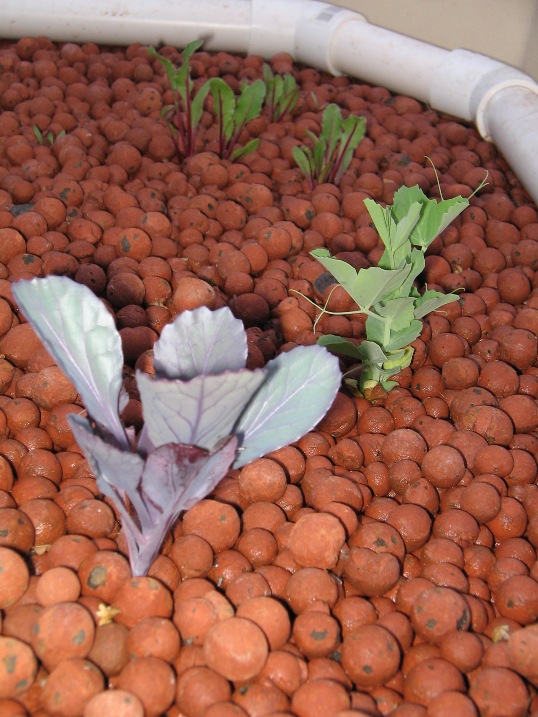 Red cabbage, pea and baby beats.jpg