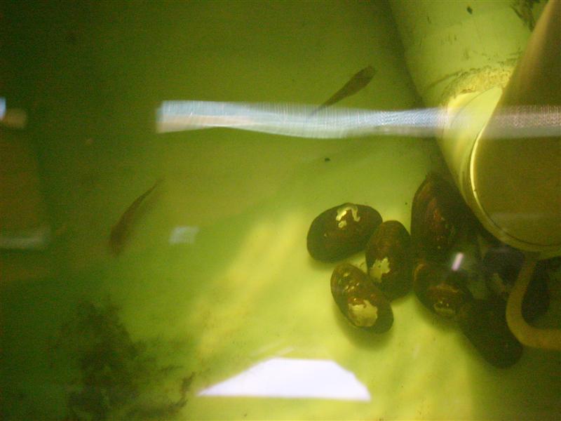 freshwater_mussels_03 (Medium).JPG