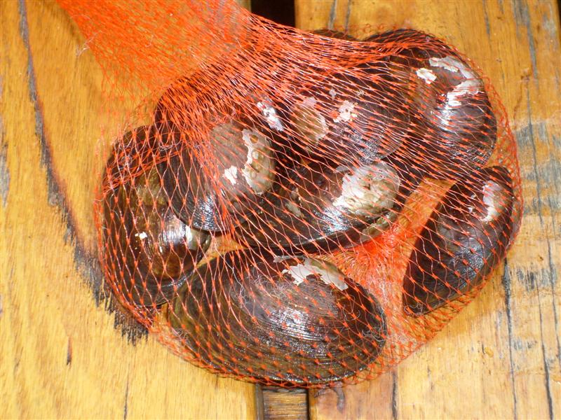 freshwater_mussels_01 (Medium).JPG