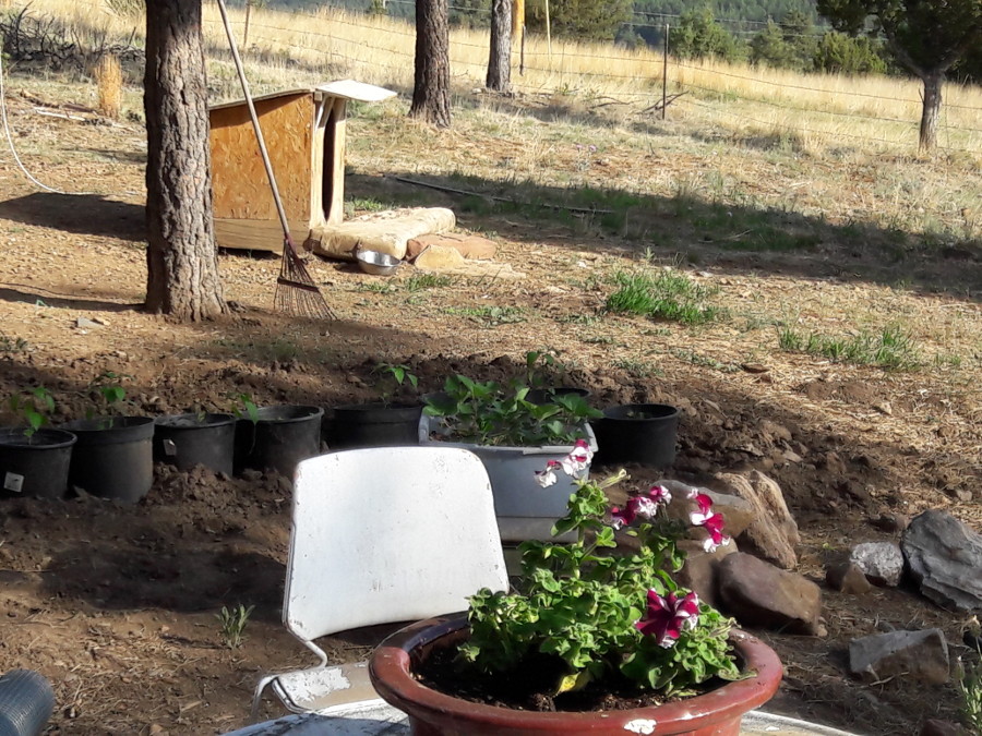 June-7th-18-Bone-Dry-out-here-Peppers-Petunias-looking-good-2.jpg