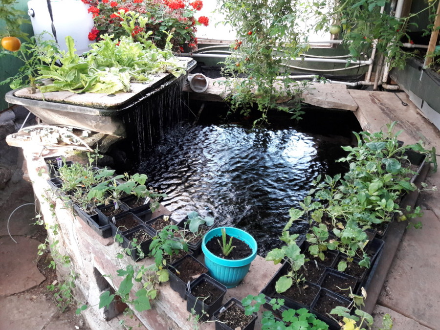 Brians-Masonry-aquaponics-June-10th-2018.jpg