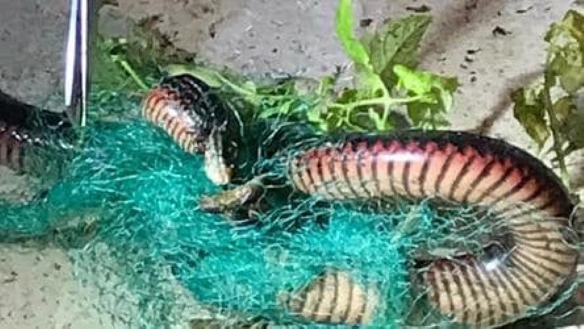 snake 02 (Small).jpg