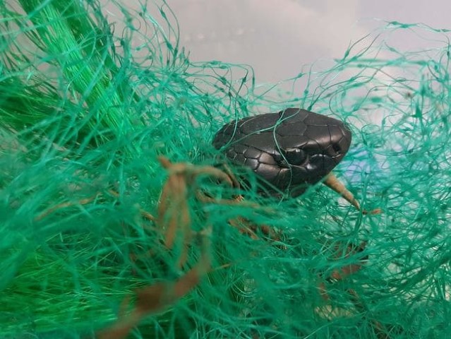 snake 01 (Small).jpg