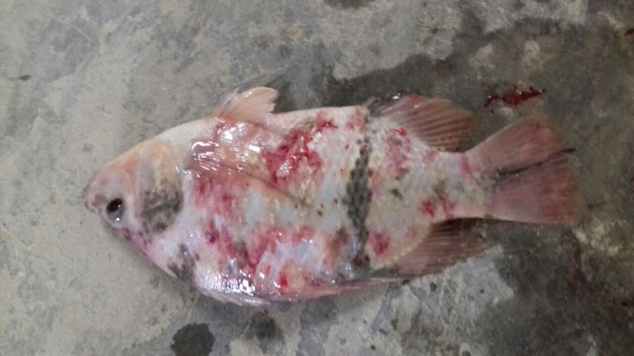 WhatsApp Image 2018-06-26 at 15.07.27.jpeg