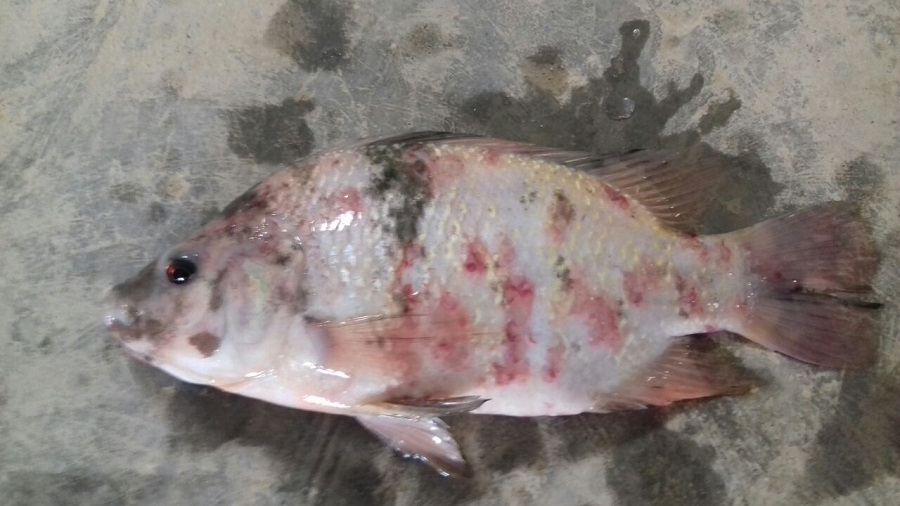 WhatsApp Image 2018-06-26 at 15.07.27 (1).jpeg