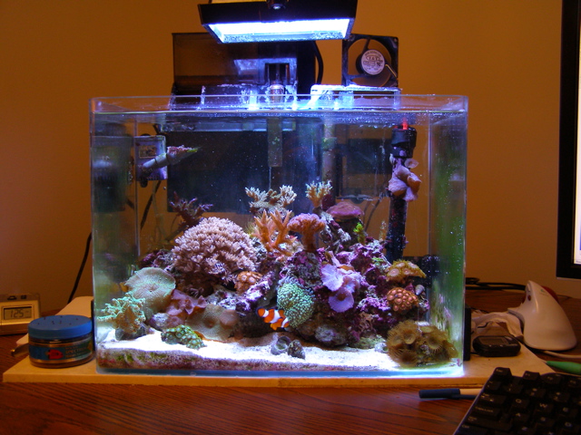 Tim's Reef 01.jpg