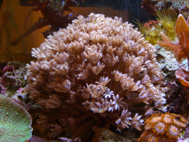 Tim's Reef 04.jpg