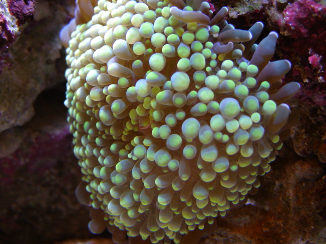 Tim's Reef 03.jpg