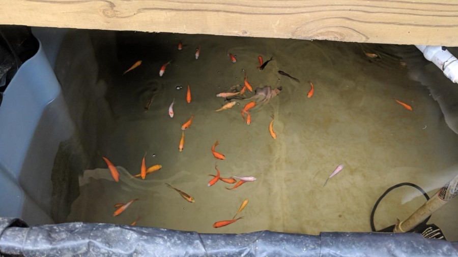 New aquaponics garden set up5.jpg