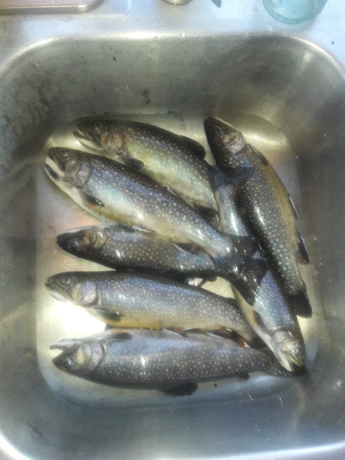 Brook-trout-going-to-freezer-July8-18.jpg