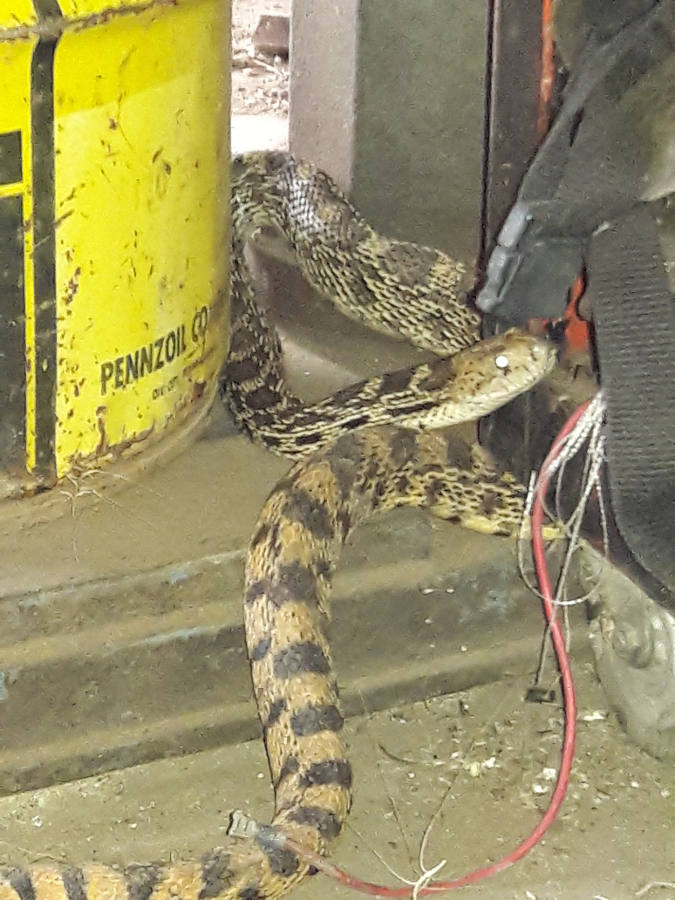 Bullsnake-solving-our-rodent-problems-in-shop-smiles-7-10-18.jpg