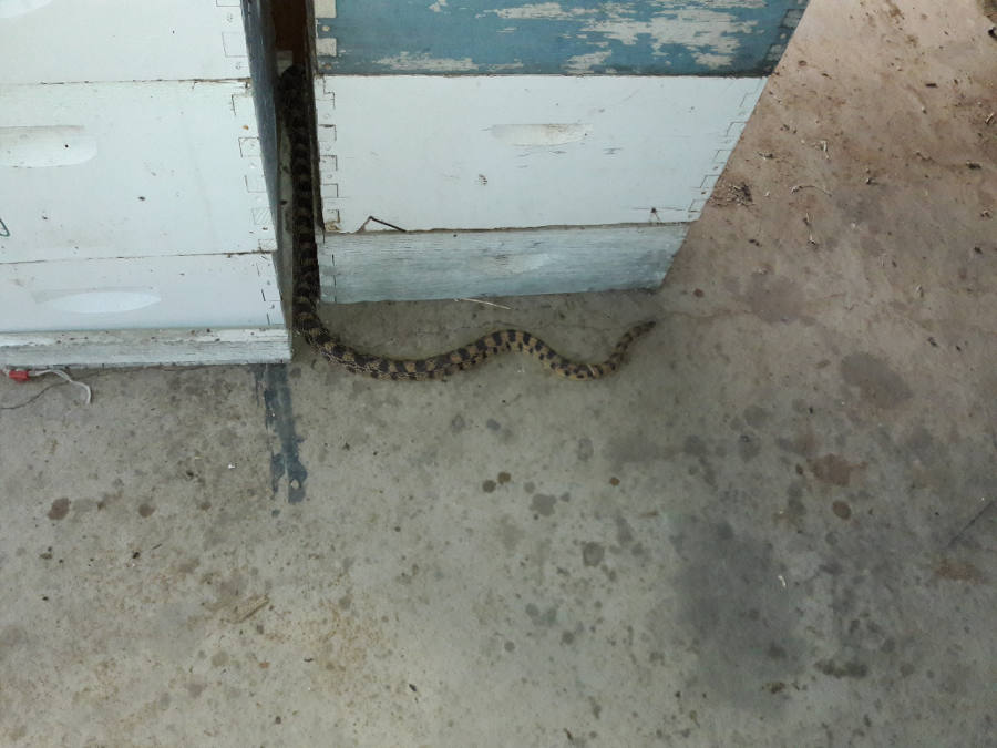 Bullsnake-tail-no-rattle-7-10-18.jpg