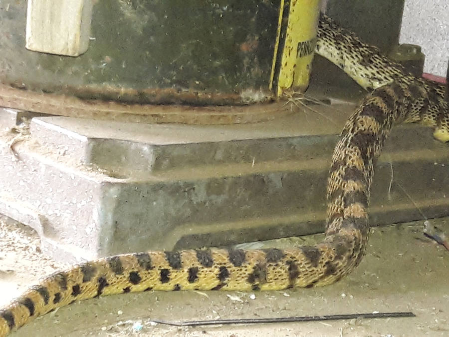 Bullsnake-solving-our-rodent-problems-in-shop-coloration-7-10-18.jpg
