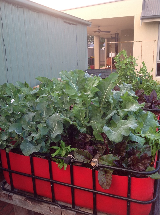 180712 Aquaponics3.jpg