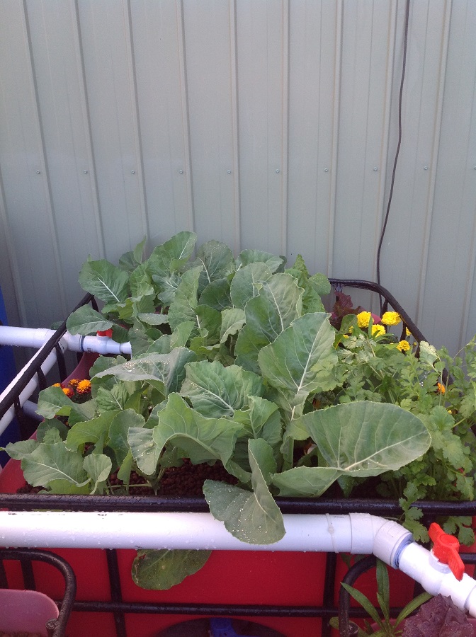 180712 Aquaponics4.jpg