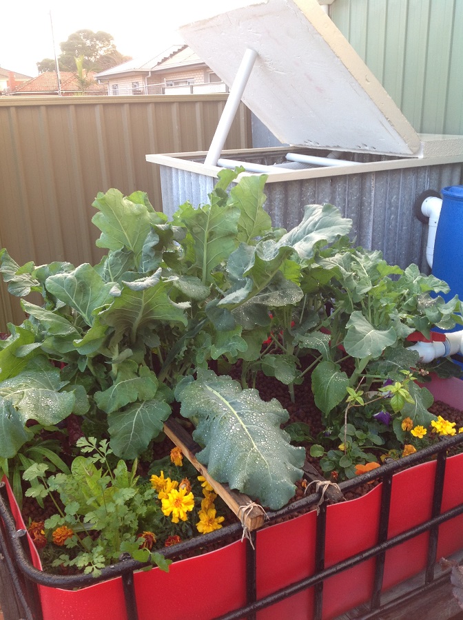 180712 Aquaponics5.jpg