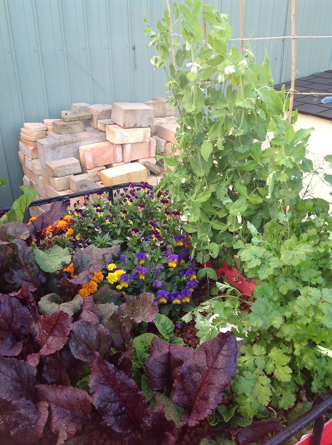 180712 Aquaponics6.jpg