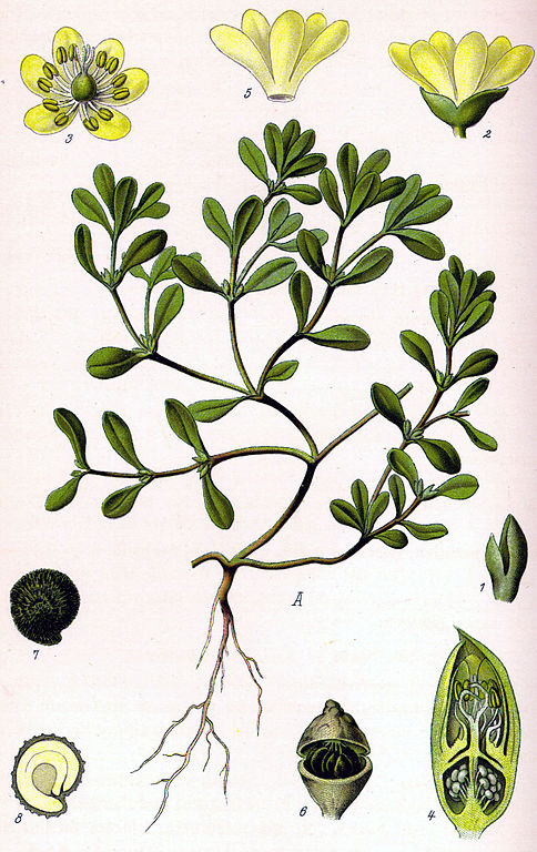 484px-Illustration_Portulaca_oleracea0.jpg