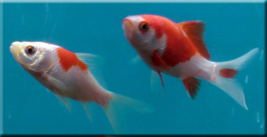Comets-goldfish.jpg