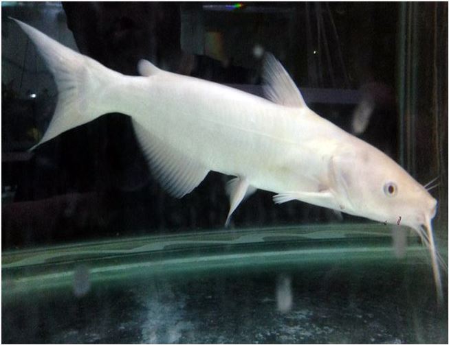 Albino-Channel-Catfish.jpg