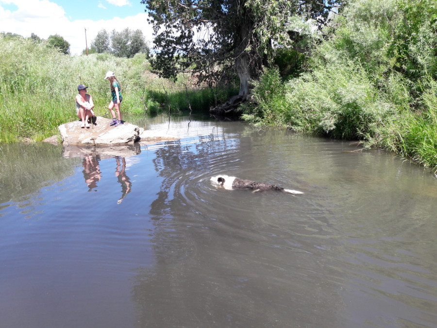 Sapello-River-Brittany-Rachel-Rock-Buddy-swimming-July-15-2018 .jpg