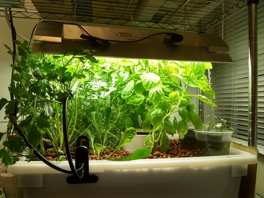 GrowBed 8-1-18Small-900.jpg