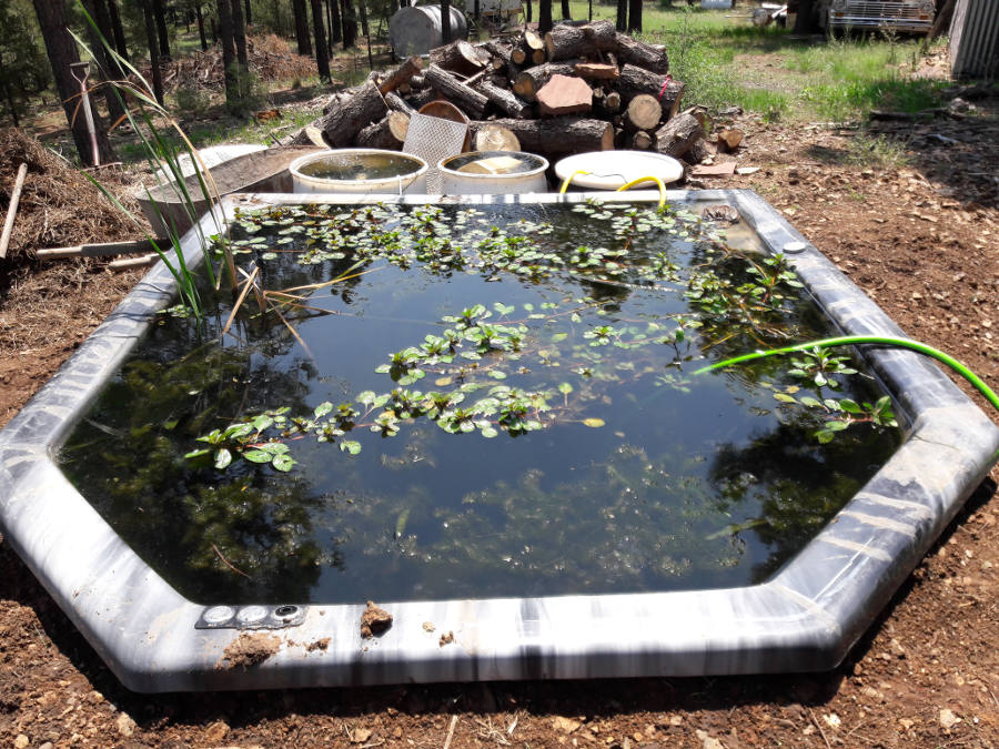 Hugelkultur-berm-Koi-pond-Leveled-refilled-looks-great.jpg