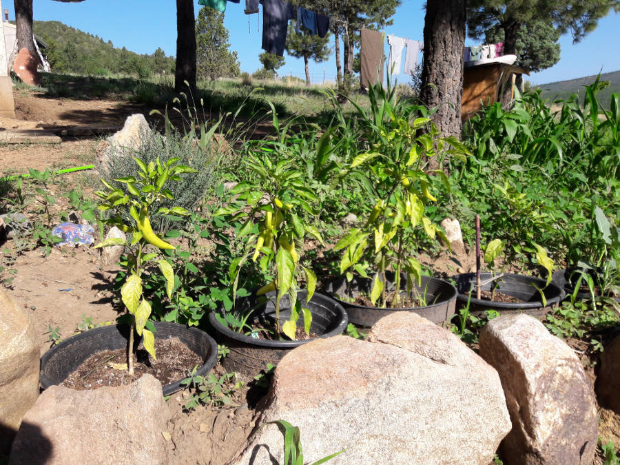 Backyard-garden-Yellow-Chili-Peppers-August-4th-2018.jpg