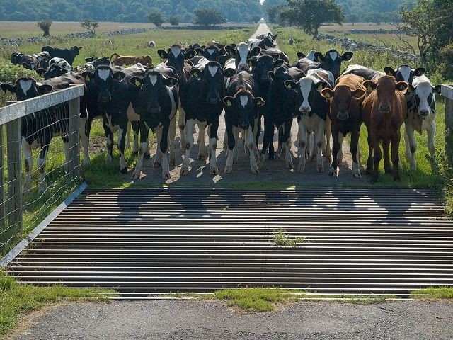 Cattle-Grid_02-Cattle-Grid (Small).jpg