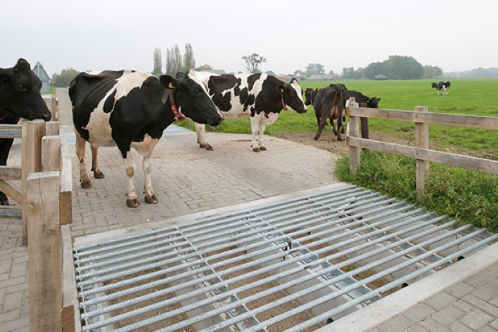 Cattle-Grid_01-Cattle-Grid (Small).jpg