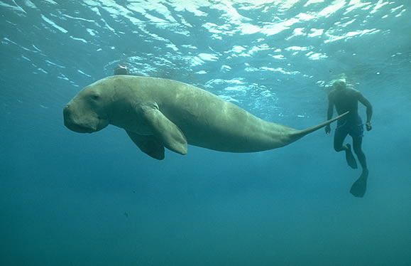 DUGONG.jpg