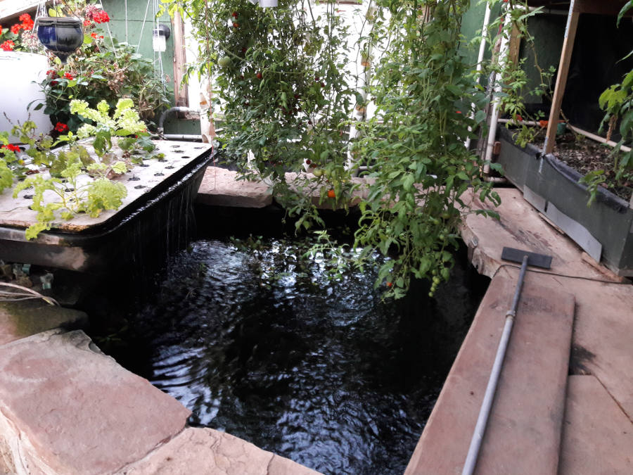 Earth-sheltered-greenhouse-aquaponics-brook-trout-August-19th-2018.jpg