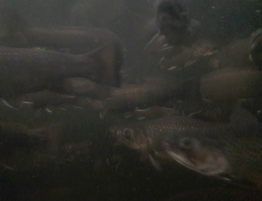 Our-gang-of-Brook-trout-in-the-morning-Aug-2018.jpg